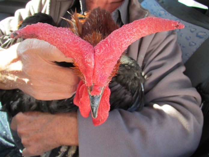 Cornuta di Caltanissetta - razza avicola siciliana