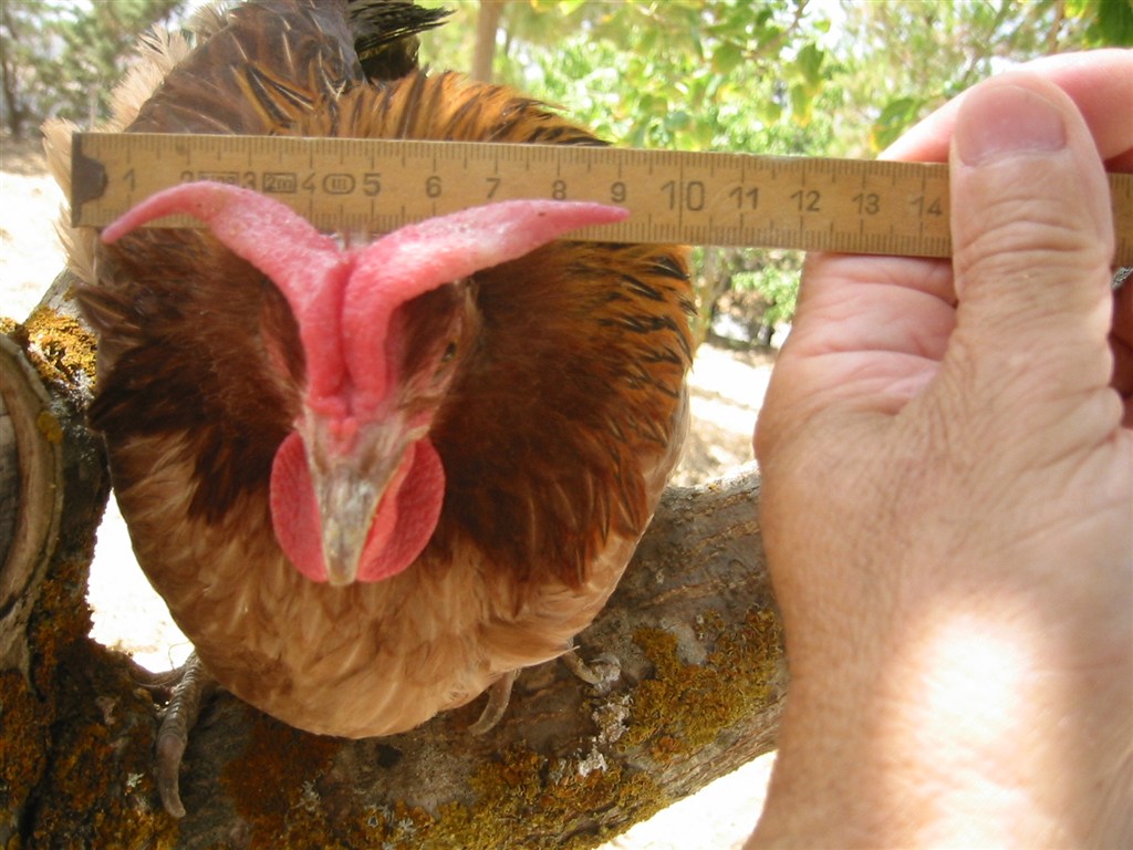 Gallo Cornuto di Caltanissetta con grandi corna