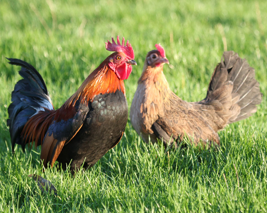 Gallo e gallina