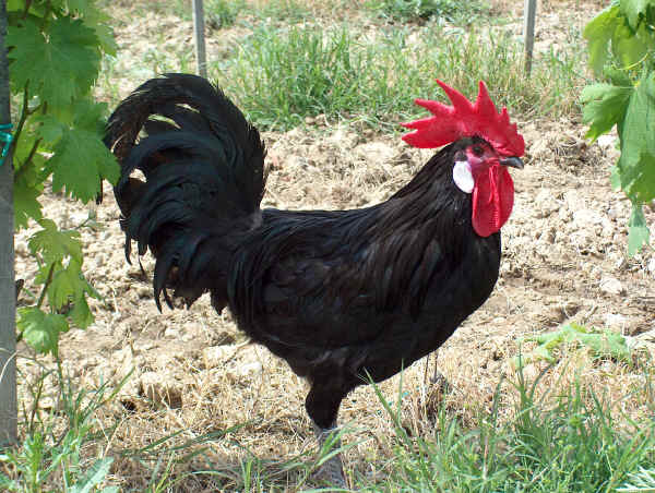 Gallo