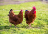 Un’ottima gallina ovaiola: la rossa New Hampshire Gallina ovaiola razza New Hampshire | Tuttosullegalline.it