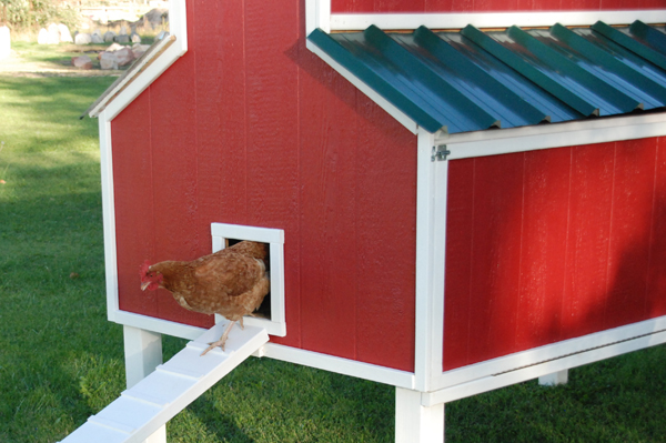 Gallina felice che esce dal suo pollaio a forma di fienile rosso (red barn chicken coop)