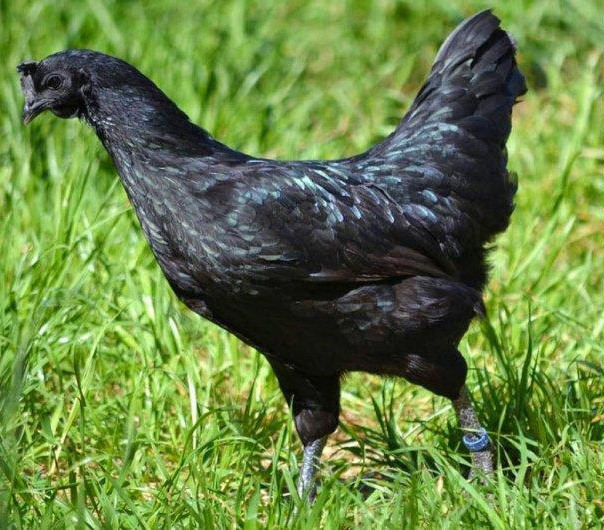 Esemplare di gallina nera Cemani adulta