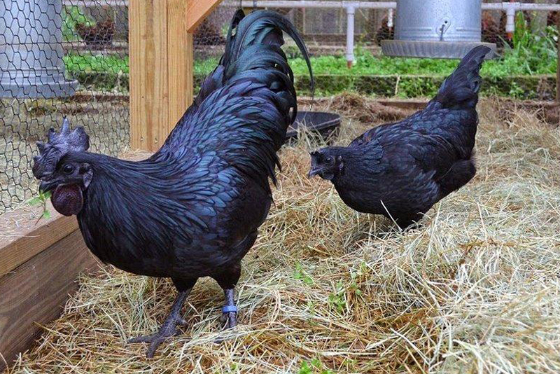 Esemplari adulti neri di gallo e gallina Cemani