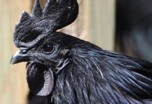 Gallina nera di razza Cemani | Tuttosullegalline.it