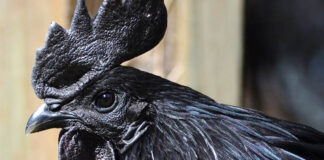 Gallina nera di razza Cemani | Tuttosullegalline.it