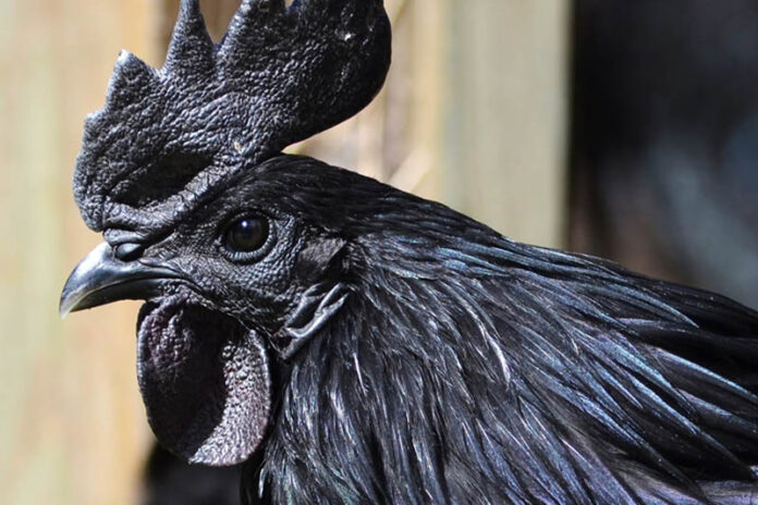 Gallina nera di razza Cemani | Tuttosullegalline.it