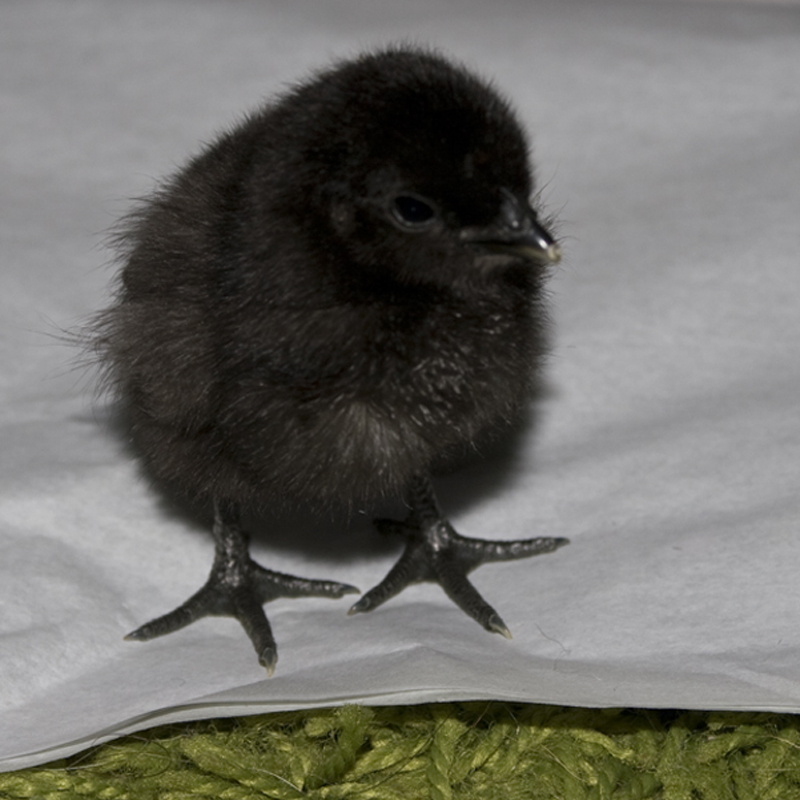 Pulcino nero di Cemani di pochi giorni