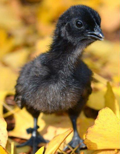 Esemplare di pulcino nero Cemani