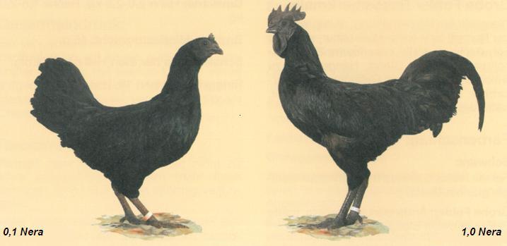 Gallina e Gallo neri di razza Cimani nello standard FIAV