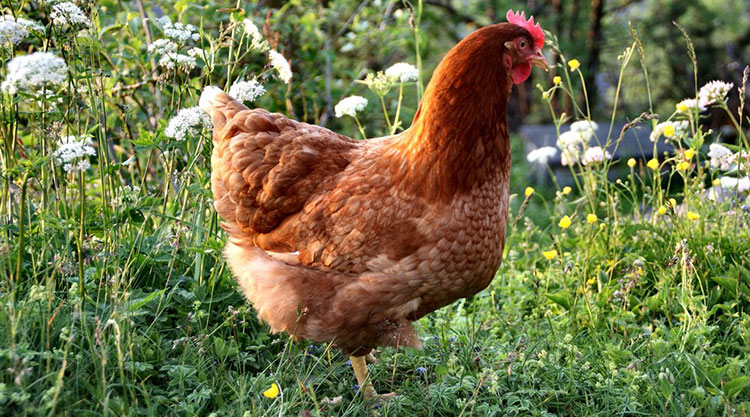 Gallina, origini, caratteristiche e curiosità sull'animale