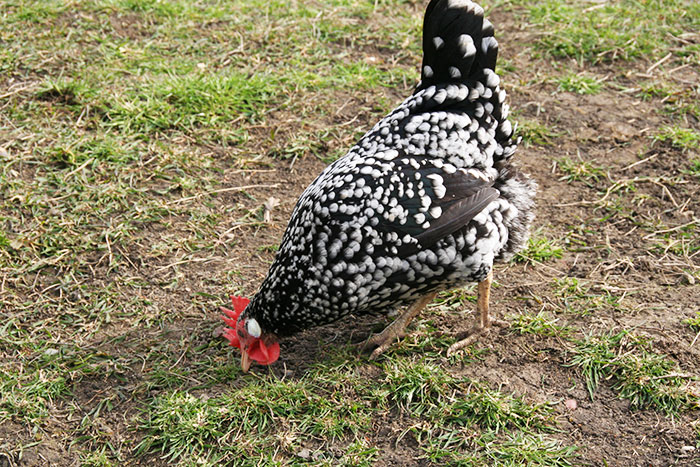 Gallina (esemplare di gallina ovaiola Ancona)