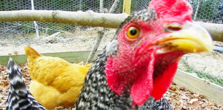 Curiosità sulle galline | Tuttosullegalline.it