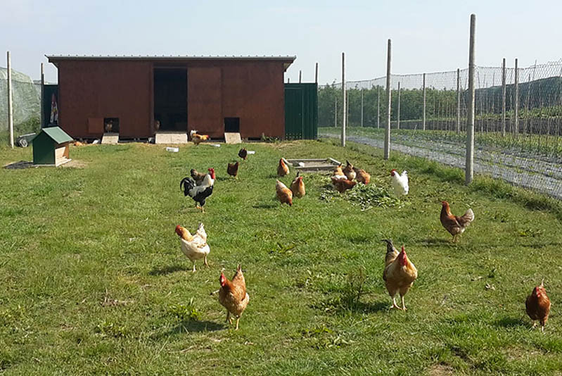 Regime IVA in esonero per imprenditori agricoli che abbiano fatturato meno di 7000 euro