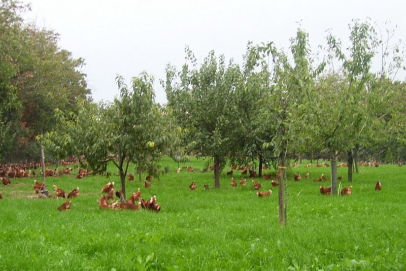 Galline felici libere di razzolare nel prato per la produzione di uova biologiche