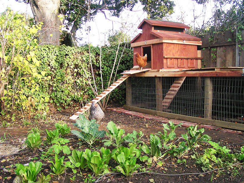 Allevamento domestico galline ovaiole in giardino con pollai di legno