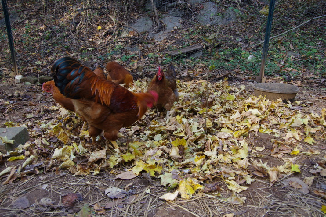 Il razzolare delle galline nel cumulo di foglie secche