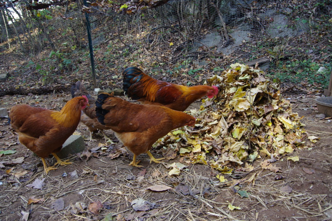 Irresistibile cumulo di foglie secche autunnali per le galline