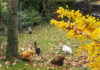 La manutenzione del pollaio a inizio autunno per il benessere delle galline | Tuttosullegalline.it
