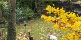 La manutenzione del pollaio a inizio autunno per il benessere delle galline | Tuttosullegalline.it