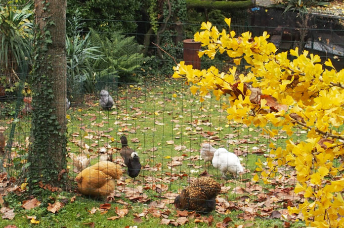 La manutenzione del pollaio a inizio autunno per il benessere delle galline | Tuttosullegalline.it