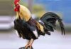 Denizli: la razza famosa per il gallo dal lungo canto | Tuttosullegalline.it