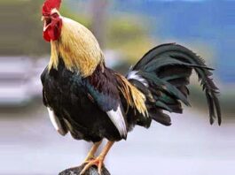Denizli: la razza famosa per il gallo dal lungo canto | Tuttosullegalline.it