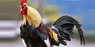 Denizli: la razza famosa per il gallo dal lungo canto | Tuttosullegalline.it