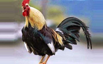 Denizli: la razza famosa per il gallo dal lungo canto | Tuttosullegalline.it
