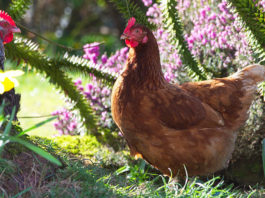 Allevamento domestico galline ovaiole per autoconsumo di uova