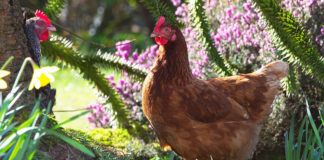 Allevamento domestico galline ovaiole per autoconsumo di uova