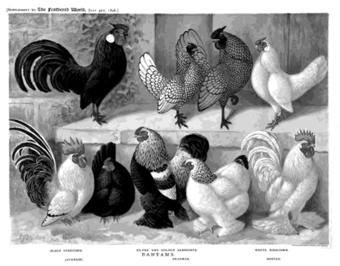 Gallo e gallina Sebright tra ornamentali bantams