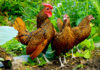 Sebright: una tra le razze bantam più piccole (e belle) di galline ornamentali