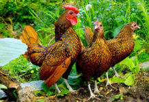 Sebright: una tra le razze bantam più piccole (e belle) di galline ornamentali
