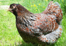 Wyandotte: la gallina ovaiola (e ornamentale) dal piumaggio variopinto | Tuttosullegalline.it