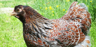 Wyandotte: la gallina ovaiola (e ornamentale) dal piumaggio variopinto | Tuttosullegalline.it