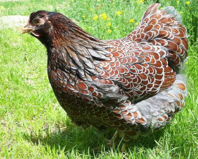 Wyandotte: la gallina ovaiola (e ornamentale) dal piumaggio variopinto | Tuttosullegalline.it