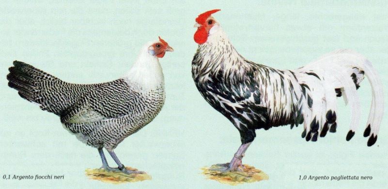 Gallina e Gallo di razza Amburgo