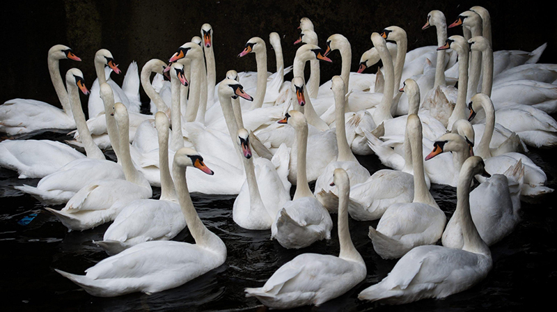 I famosi cigni del Lago Alster di Amburgo