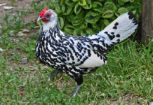 Amburgo, gallina elegante e buona ovaiola | Tuttosullegalline.it