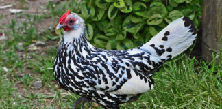 Amburgo, gallina elegante e buona ovaiola | Tuttosullegalline.it