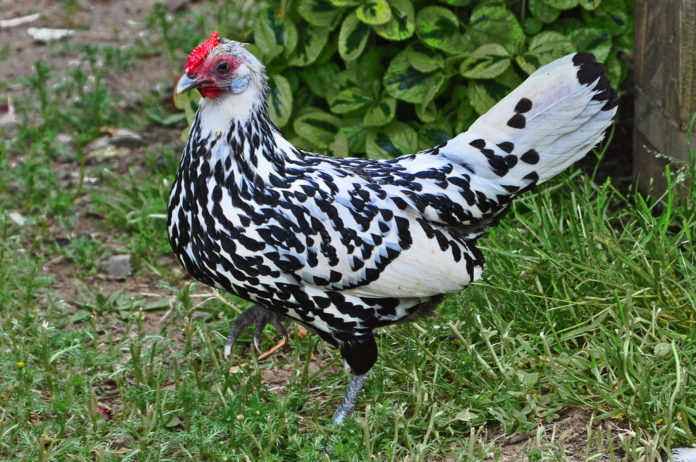 Amburgo, gallina elegante e buona ovaiola | Tuttosullegalline.it