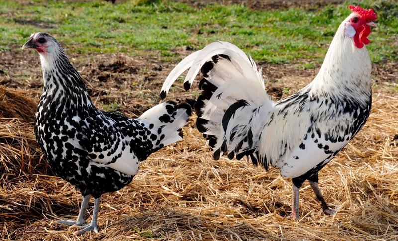 Gallo e gallina di razza Amburgo, argento pagliettata nero (spangled).