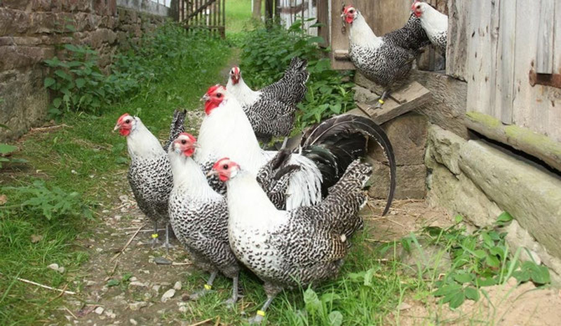 Gallo e galline di razza Amburgo, argento fiocchi neri