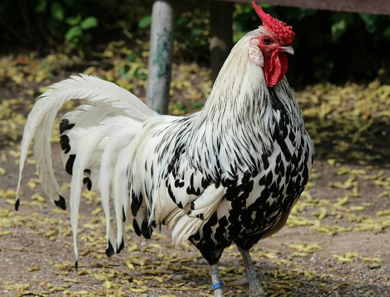 Gallina di razza Amburgo