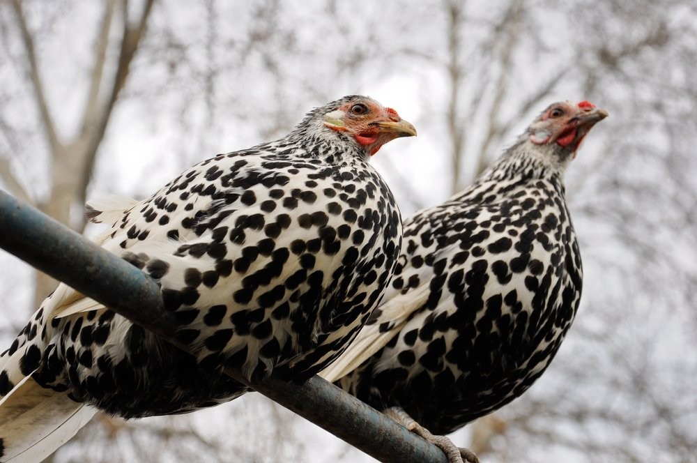 Il tipico ed elegante piumaggio pagliettato (quasi un pois) delle galline di razza Amburgo