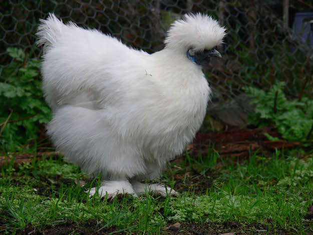 Gallina ornamentale moroseta