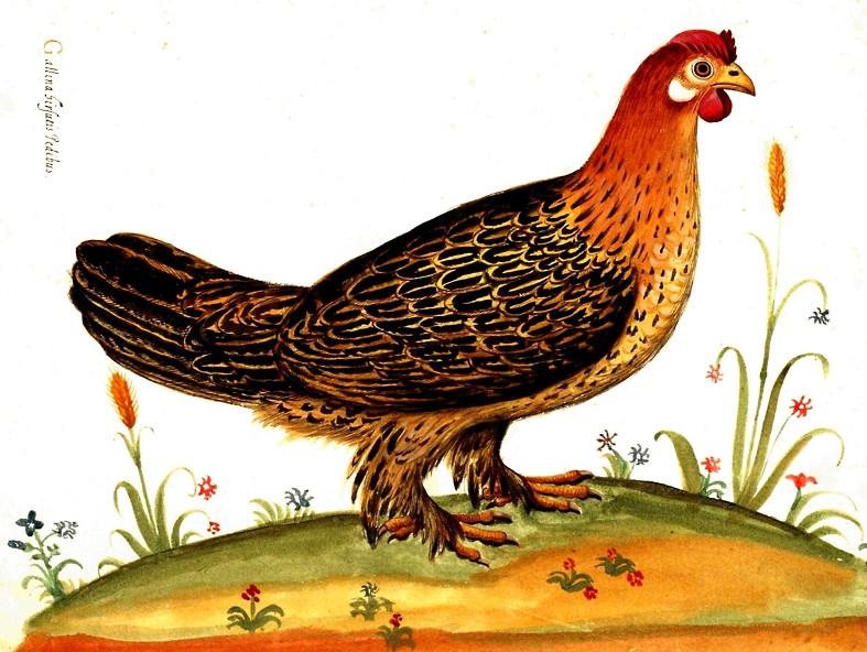 Gallina hirsutis pedibus (Acquarello di Ulisse Aldrovandi)