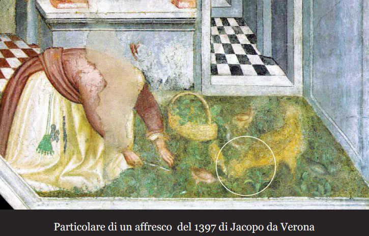 galline ciuffate riprodotto in un affresco da Jacopo da Verona nel 1397