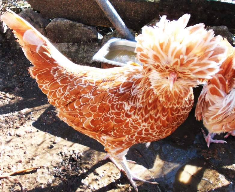 Fattoria didattica La Crucca | Allevamento galline razza Padovana, Moroseta, Cocincina, Olandese, Sebright